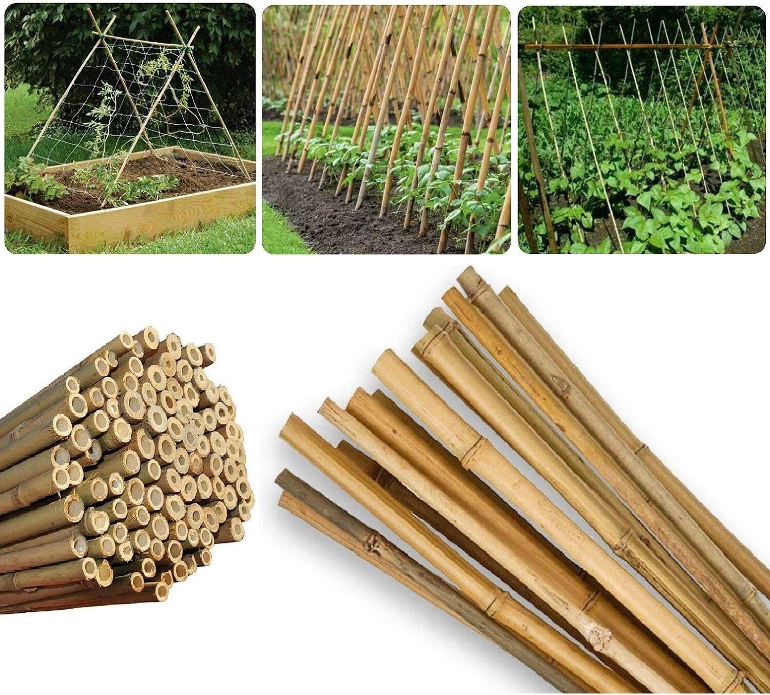 Bamboo Stakes